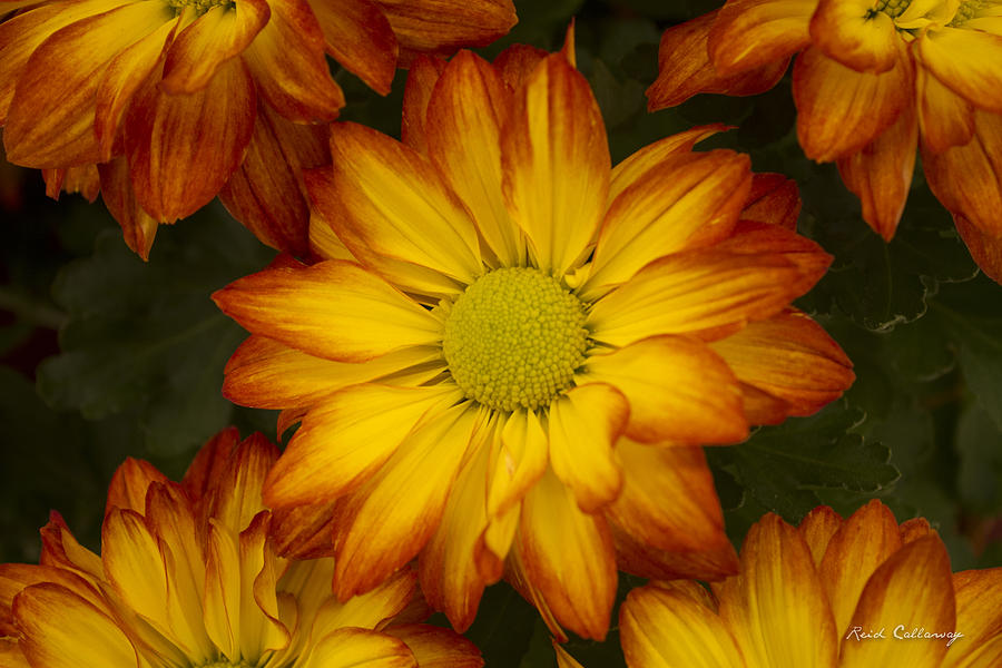 Sun Baked Daisy Flowers  Photograph by Reid Callaway