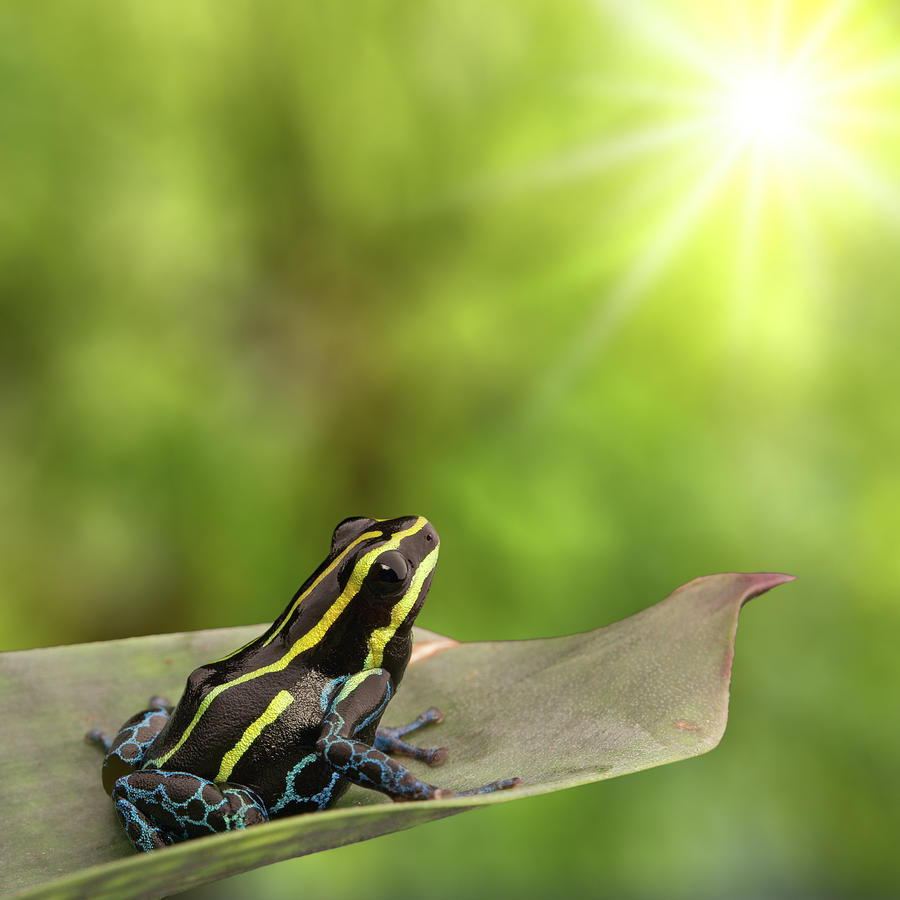 Sun Basking Poison Dart Frog Photograph by Dirk Ercken