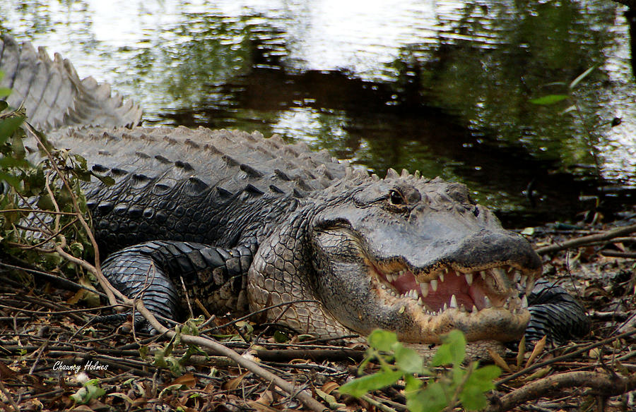 Florida Gator Photograph by Chauncy Holmes