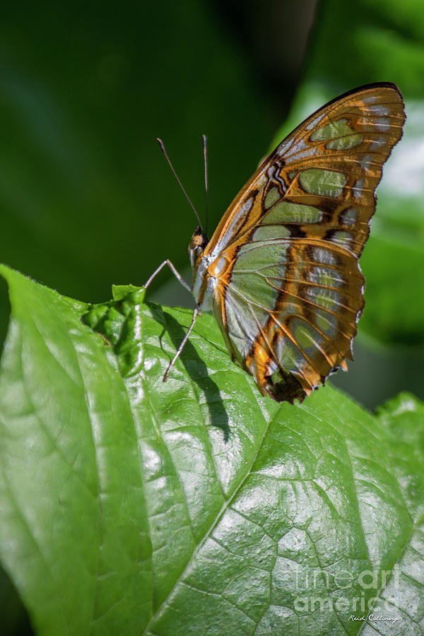 Sun Bathed Cecil B Day Butterfly Center Callaway Gardens Art Photograph by Reid Callaway