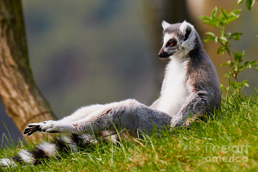 Wildlife Photograph - Sun bathing Ring-tailed lemur  by Nick  Biemans
