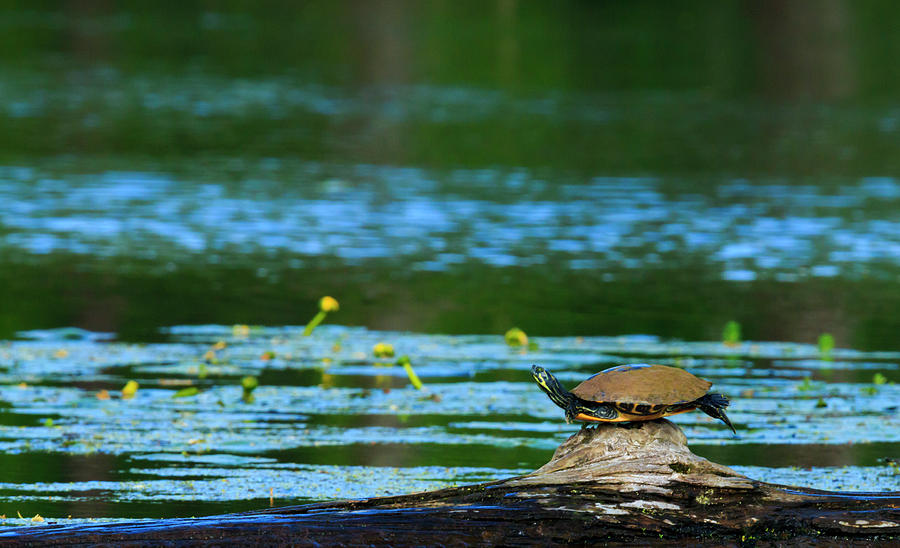 Sun-bathing Turtle Photograph by Travis Rogers