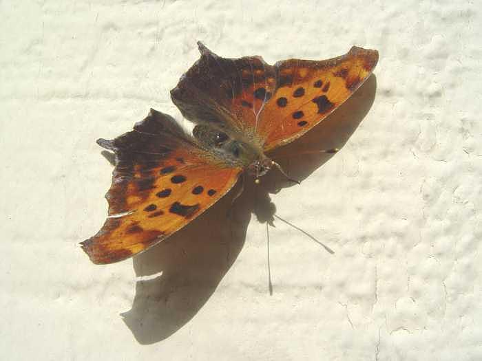 Nature Photograph - Sun Bathing by William Seguin Nature Photograph - Sun Bathing by William Seguin