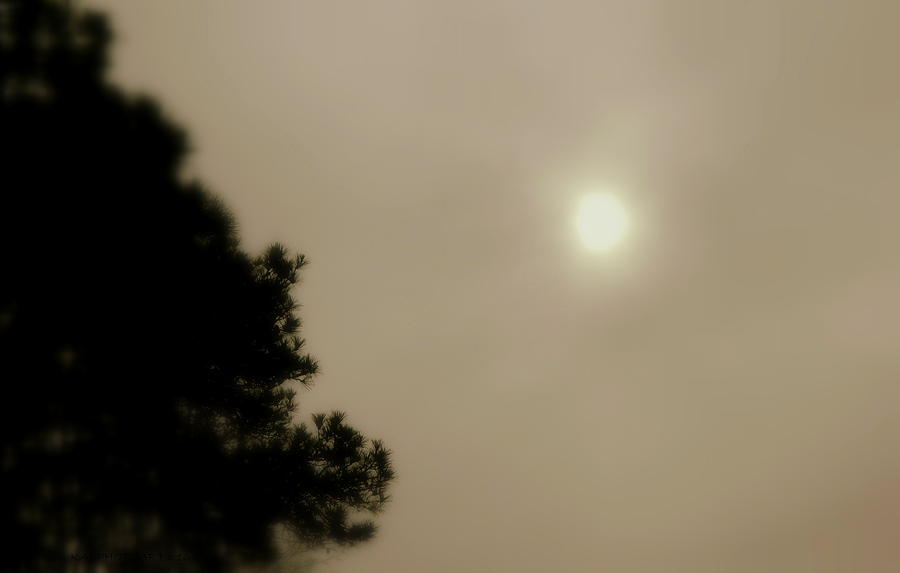 Sun Battles Fog Photograph by Kathy Barney