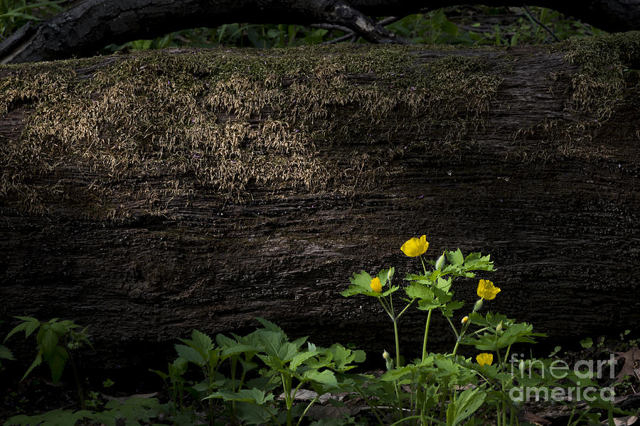 Sun Beam on Log Photograph by Andrea Silies