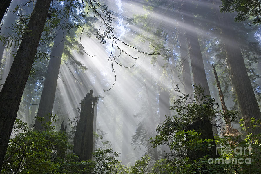 Tree Photograph - Sun Beams In Redwood Forest by Inga Spence
