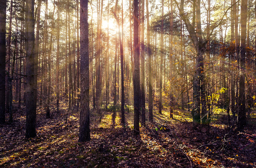 Nature Photograph - Sun beams in the autumn forest by Dmytro Korol