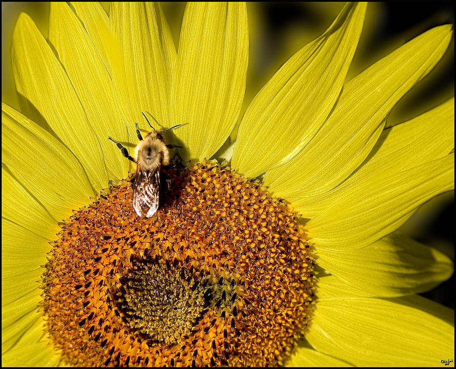 Sun Bee Photograph