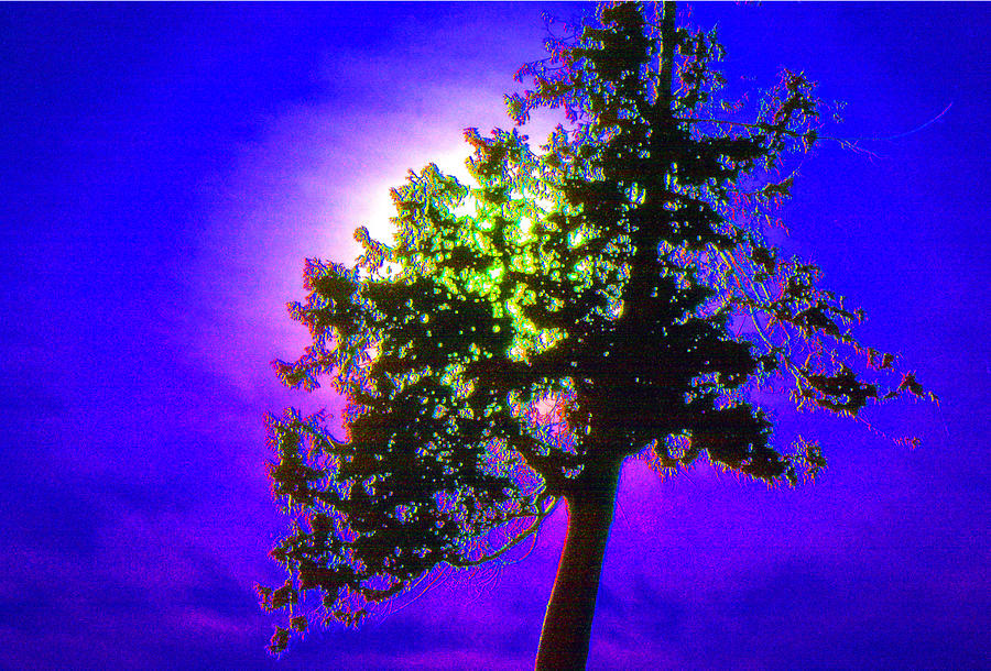 Sun Behind a Tree 3 AE  Photograph by Lyle Crump