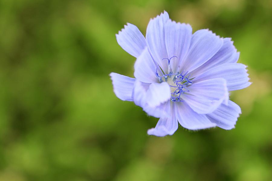 Sun Bleached Blue Chicory Bloom Photograph by M E