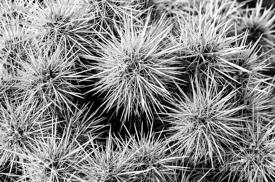 Sun Bleached Needles 2 Photograph by Bob Phillips