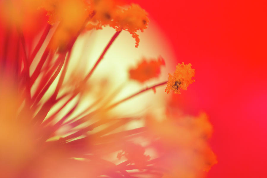 Sun Blossom Photograph by Brian Hale