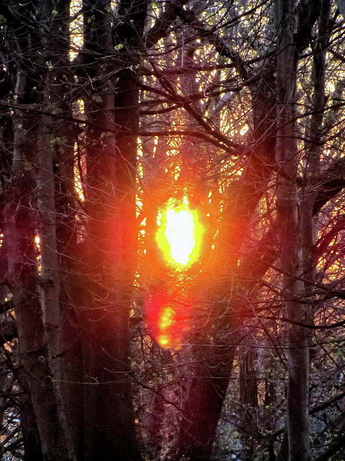 Sun Burning Through the Trees Photograph by Bob Slitzan