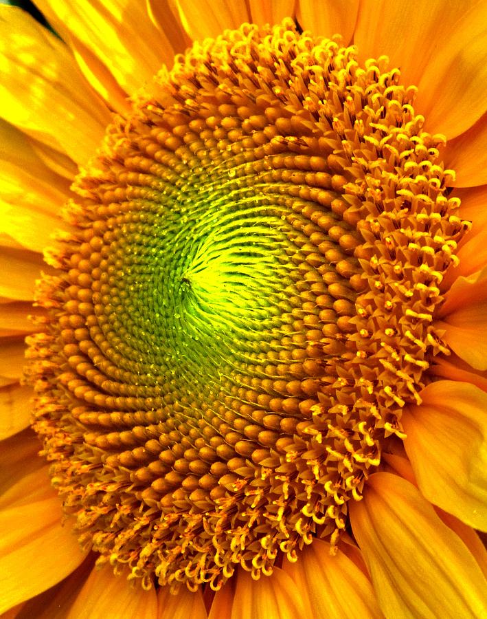 Sunflower Photograph - Sun Burst  by Ian  MacDonald