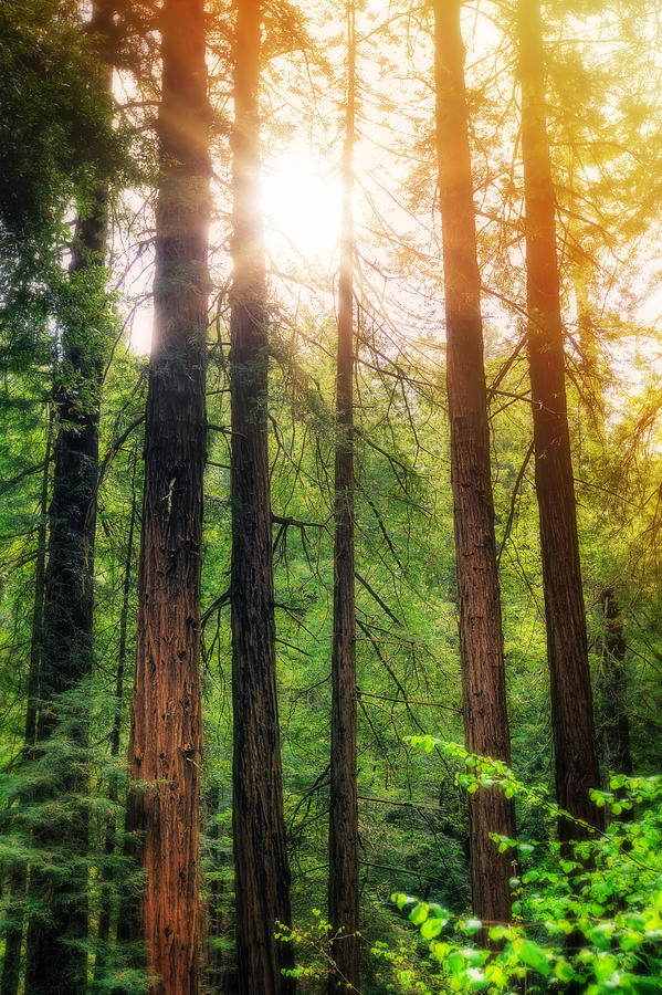Sun bursting through California Redwoods Tress - Muir Woods Photograph by Jennifer Rondinelli Reilly - Fine Art Photography