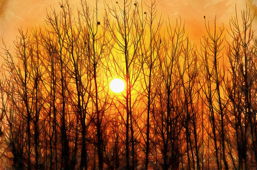 Sun bursting through trees Photograph by Ashish Agarwal
