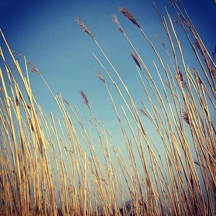 Dogwalking Photograph - Sun Catching The The Reeds. #dogwalking by Jennie Davies