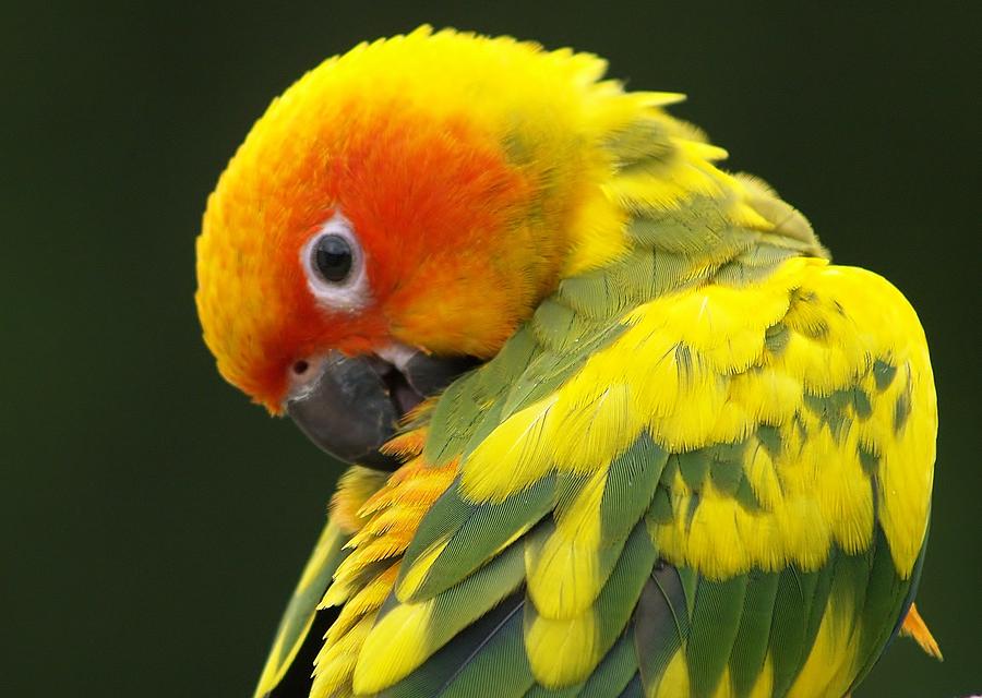 Sun Conure Preening Photograph by Denise Irving - Fine Art America