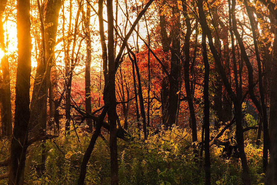 Sun Crashes into the Woods Photograph by Joni Eskridge