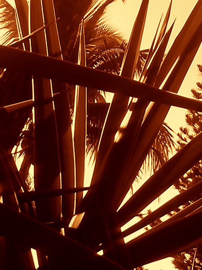 Tree Photograph - Sun Crossed Yucca by Jenn Beck