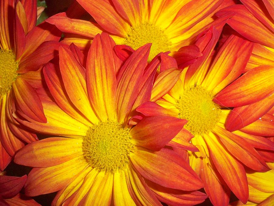 Sun Daisies Photograph by Cheryl Benson - Fine Art America