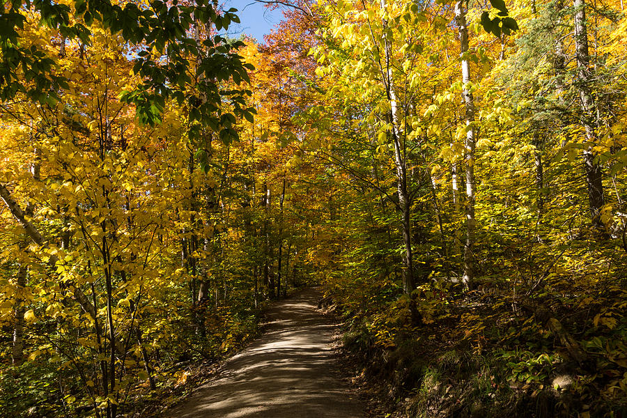 Sun Dappled Autumn Path - Enjoying a Sunny Forest Walk Photograph by Georgia Mizuleva