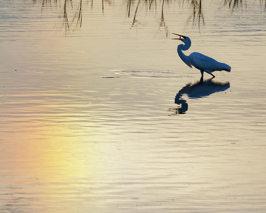 Sun Dog and Great Egret 1 Photograph by Rob Graham