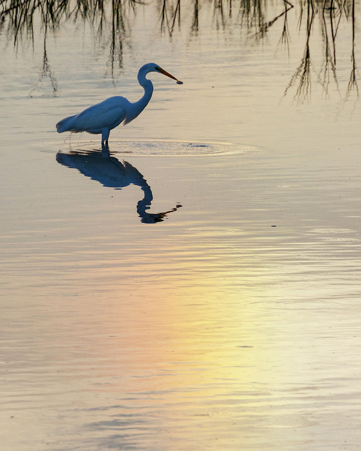 Sun Dog and Great Egret 2 Photograph by Rob Graham