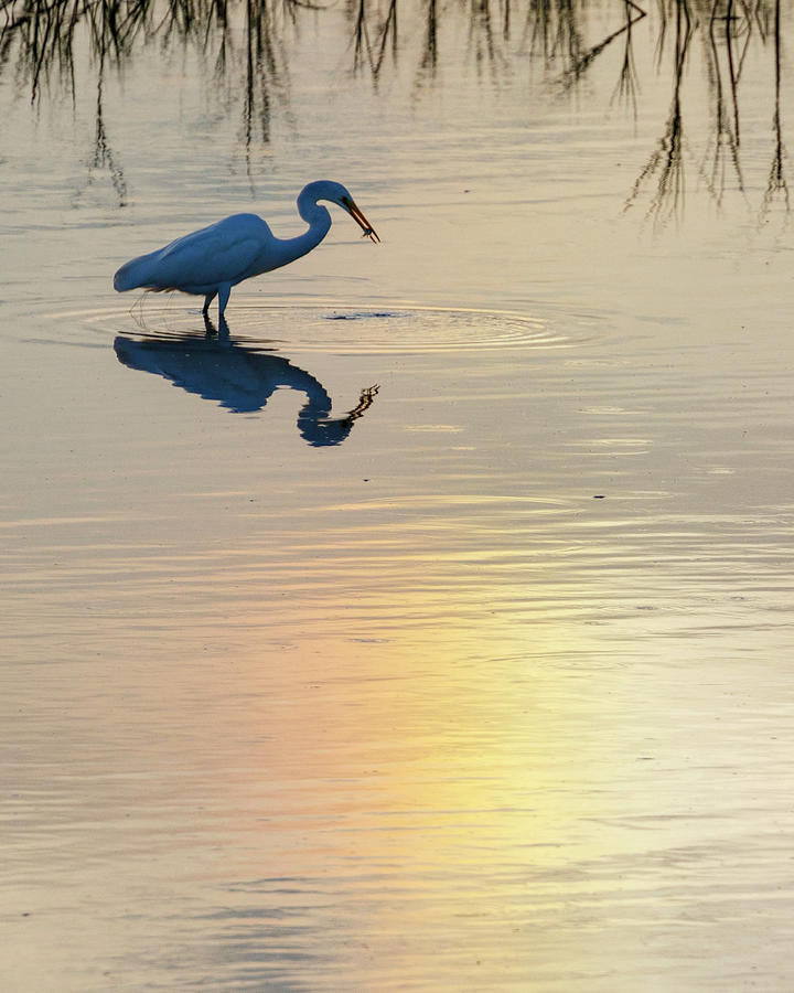 Sun Dog and Great Egret 3 Photograph by Rob Graham