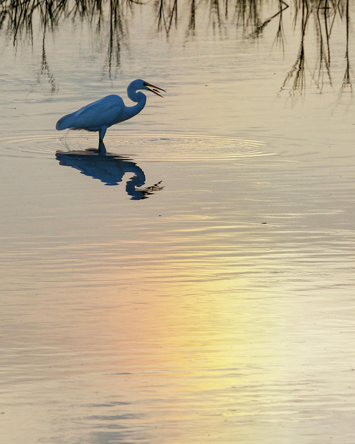 Sun Dog and Great Egret 4 Photograph by Rob Graham