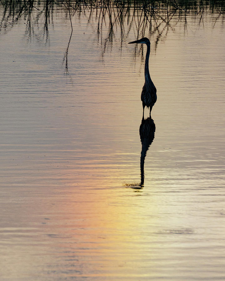 Sun Dog and Great Blue Heron 1 Photograph by Rob Graham