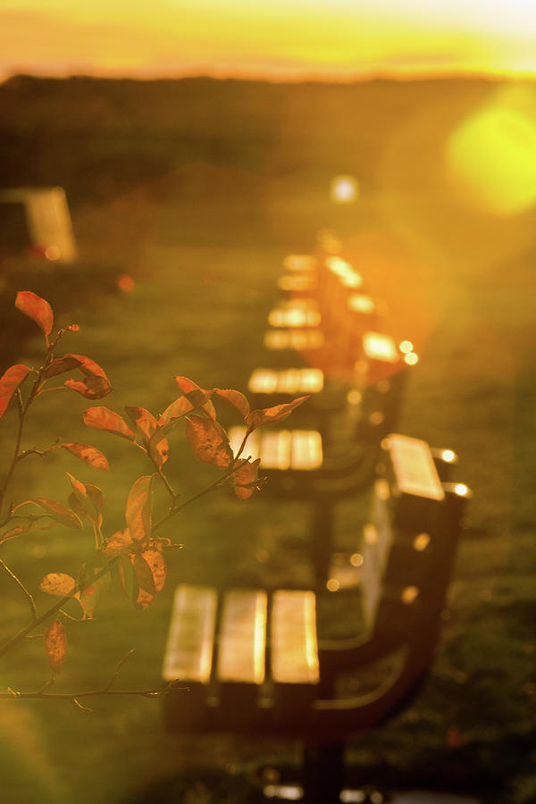 Fall Photograph - Sun Drenched Bench by Scene by Dewey