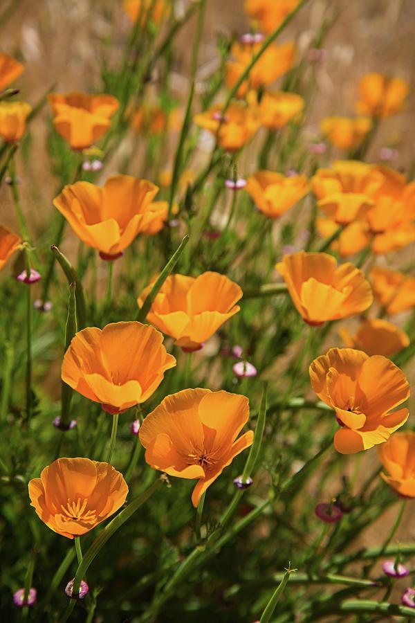 Spring Photograph - Sun Drenched California Poppies by Lynn Bauer