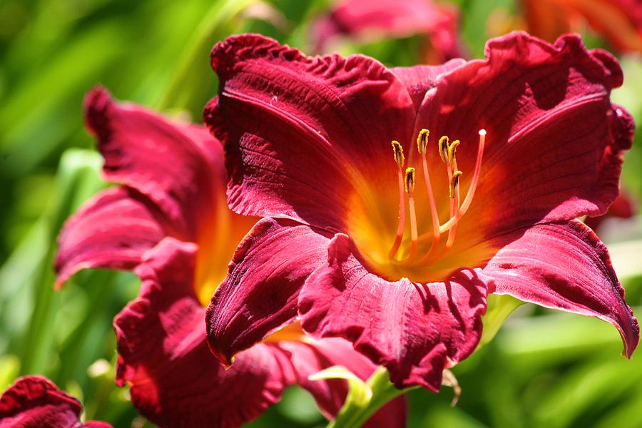 Sun-drenched Day Lilies Photograph by Polly Castor