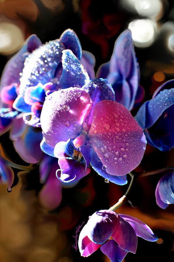 Sun Drenched Orchid Photograph