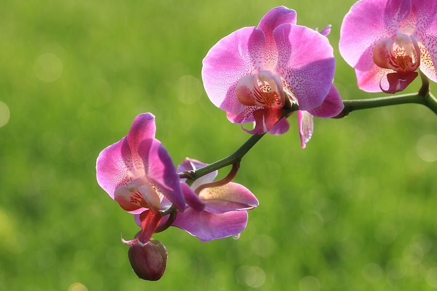 Sun Drenched Orchids Photograph by Rachel Cohen