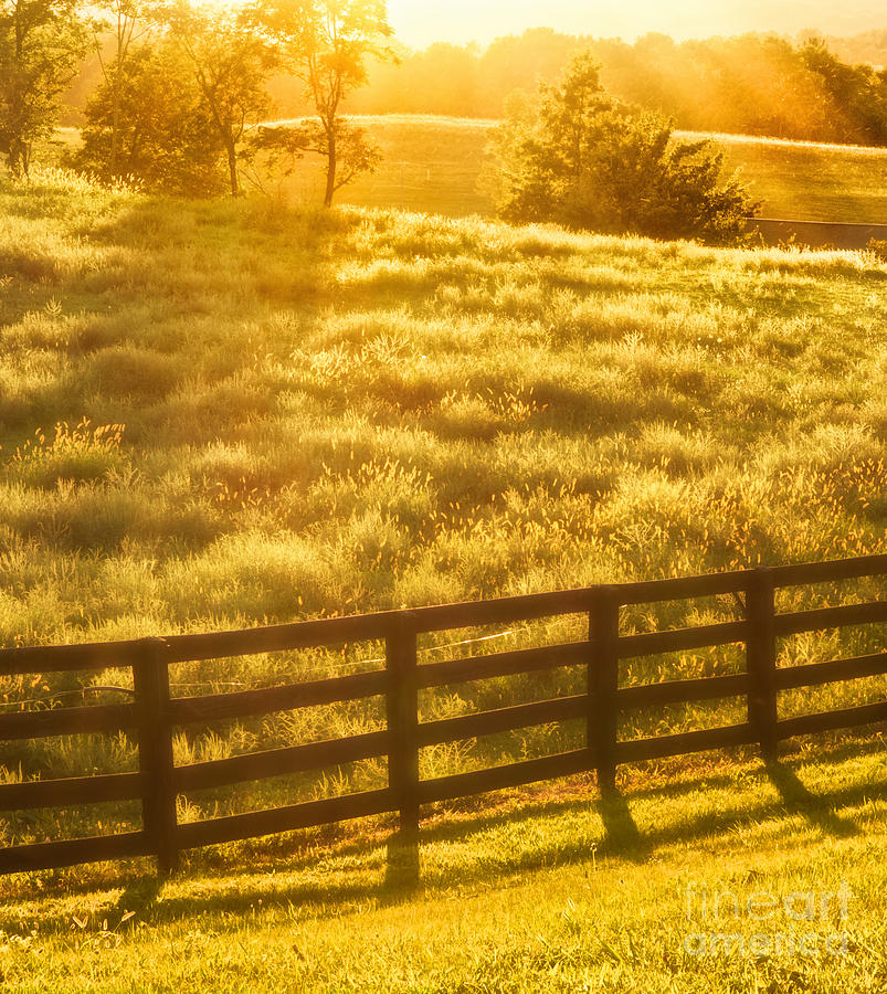 Sun-drenched Pasture Photograph by Mark Miller