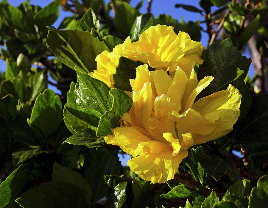 Sun-drenched Yellow Hibiscus Photograph by Marie Hicks