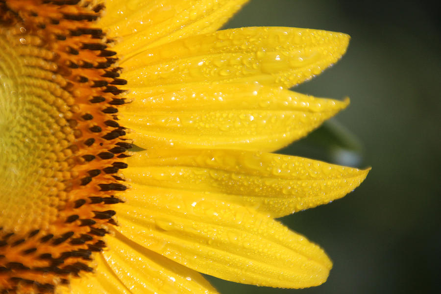 Sunflower Photograph - Sun East by Carolyn Stagger Cokley