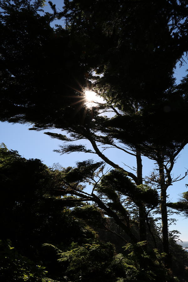 Sun Eclipsing West Coast Trees Photograph