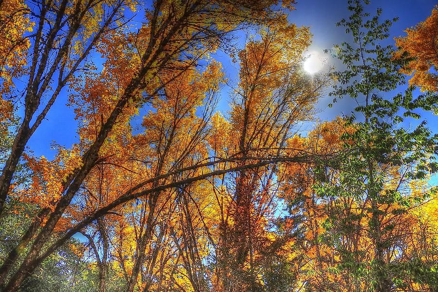 Sun Fall Color 4539 Photograph