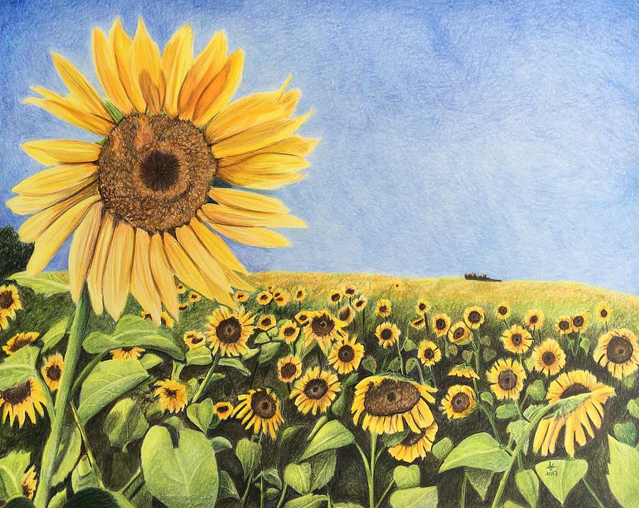 Sunflower Field Drawing
