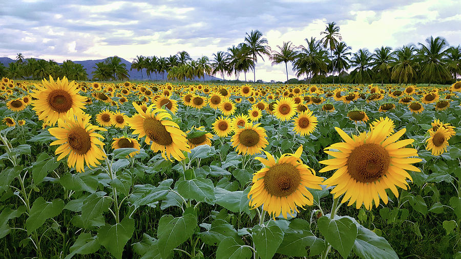 Sun Fields Photograph by Guillermo Rodriguez