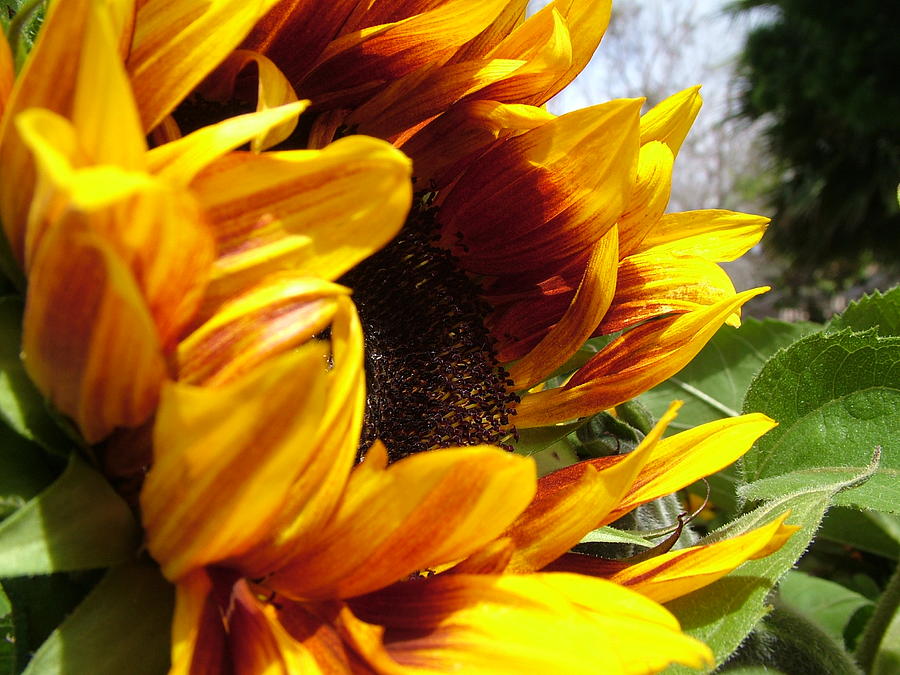 Sunflower Photograph - Sun Fire Flower by John Loyd Rushing