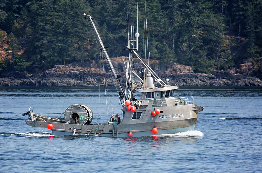 Sun Fisher Off Campbell River Photograph