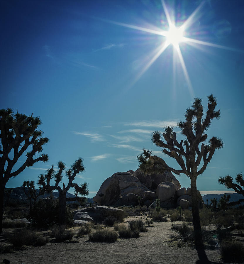 Sun Flare at Joshua Tree Photograph by Elaine Webster