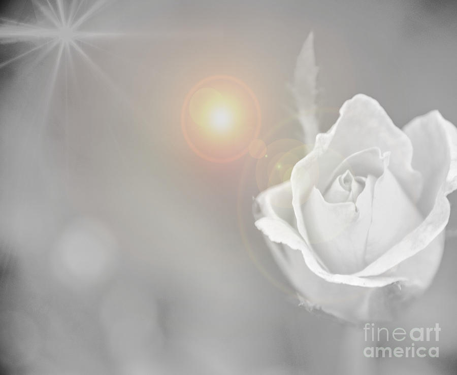 Sun Flare  Rose White  Photograph by Peggy Franz