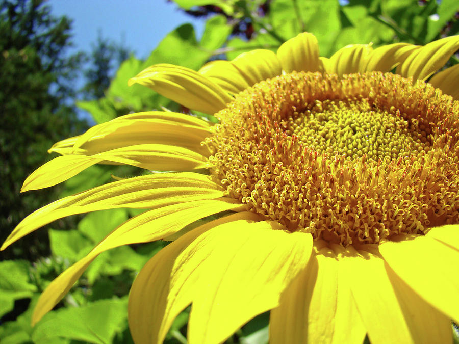 Sunflower Photograph - SUN FLOWER Art Sunlit Sunflower Giclee Prints Baslee Troutman by Patti Baslee