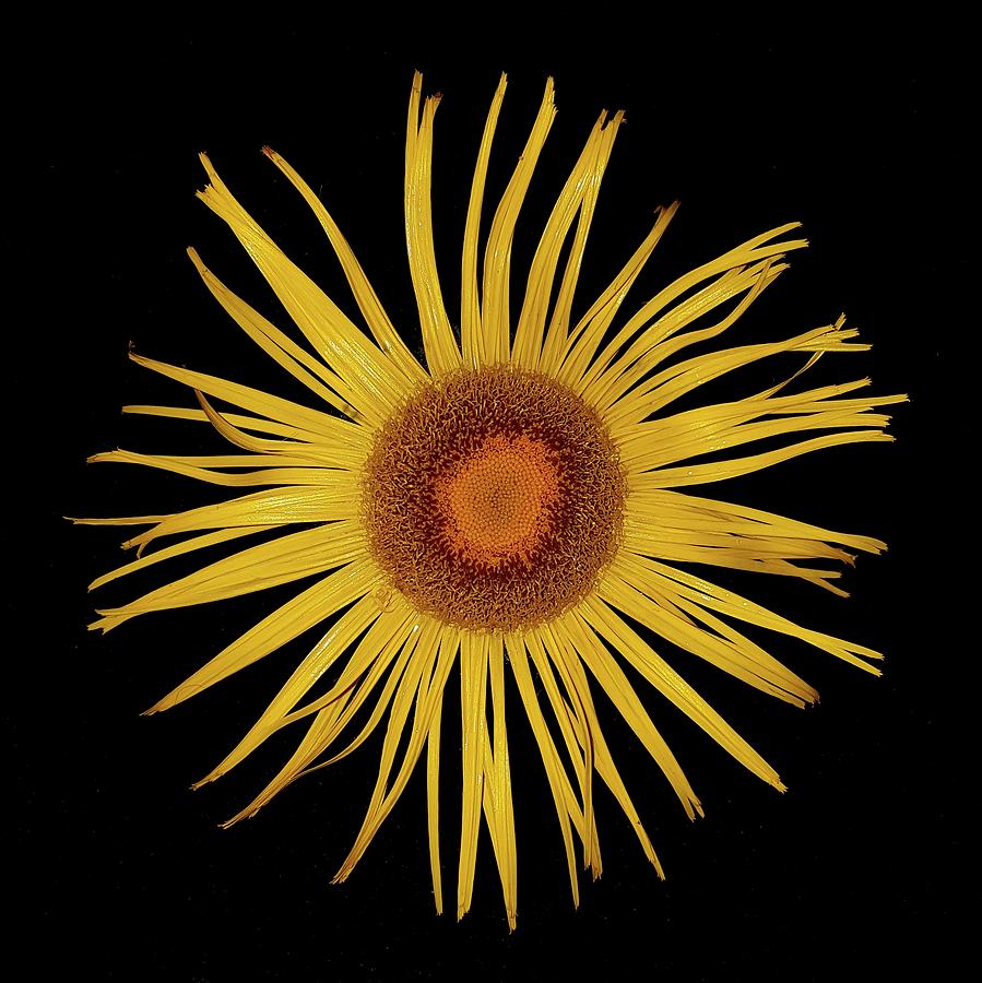 Sunflower Photograph - Sun Flower by Colin Drysdale