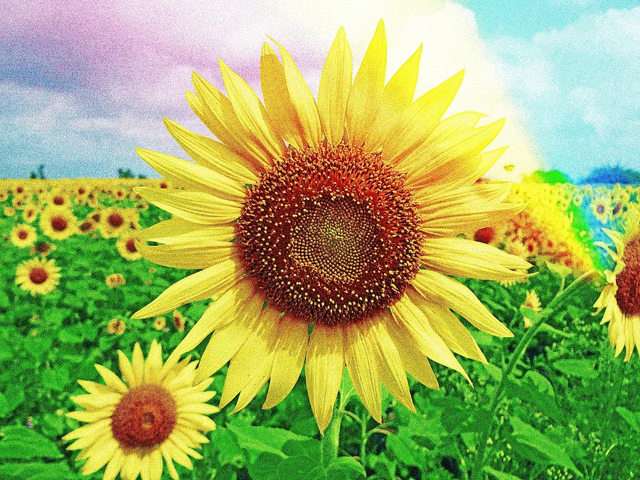 Sun flower field Painting by Celestial Images